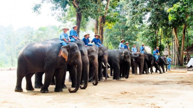 Meet the Elephants at Lampang