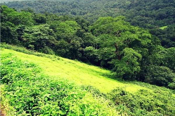 The Dense Western Ghats