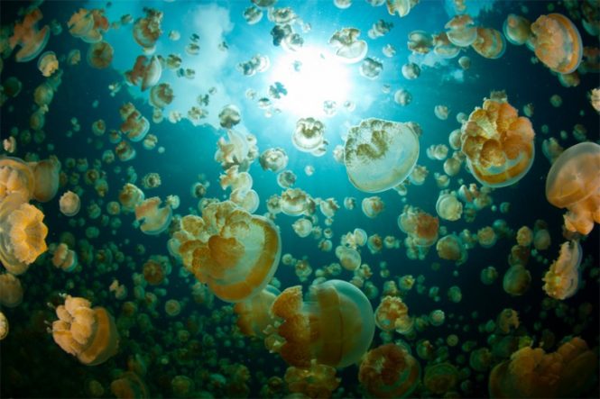 2.Jellyfish Lake, Palau