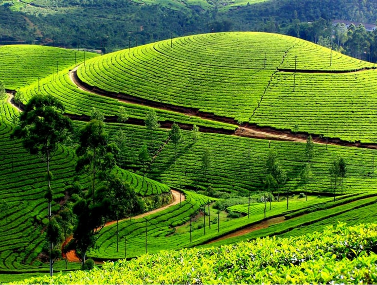 12 Stunning Places To Visit In Munnar – The Switzerland of South India
