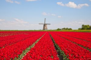 The Land of Tulips: Holland - Thomas Cook India Travel Blog