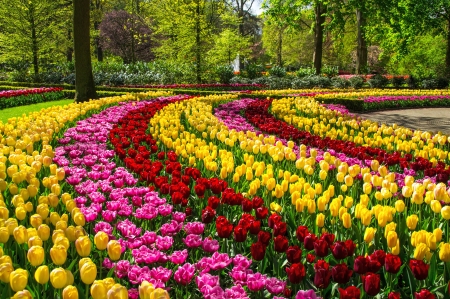 The Land of Tulips: Holland