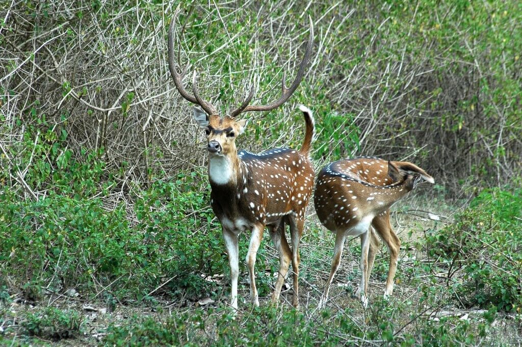 Bandipur National Park