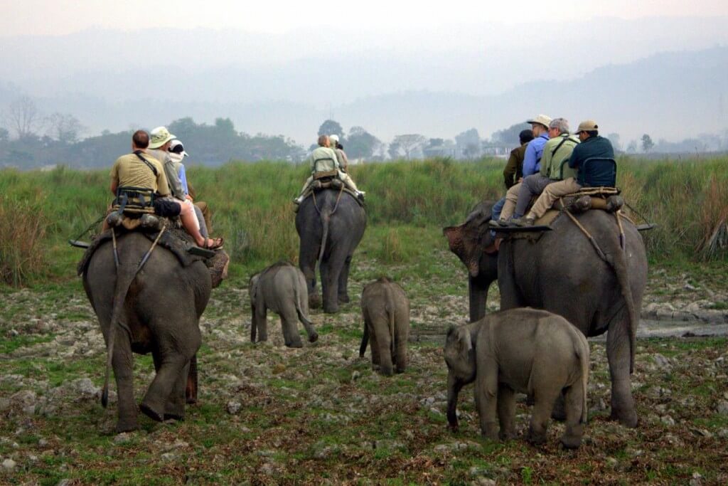 10 Best Wildlife Experiences in India - Thomas Cook India Travel Blog