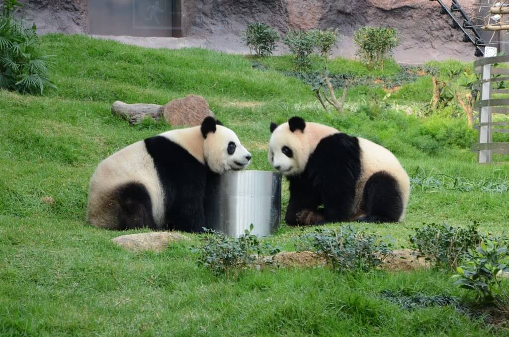 Macau Giant Panda Pavilion