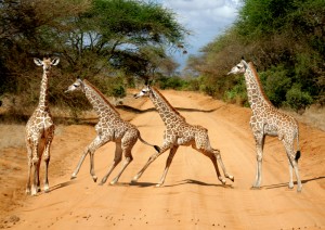 African Safari