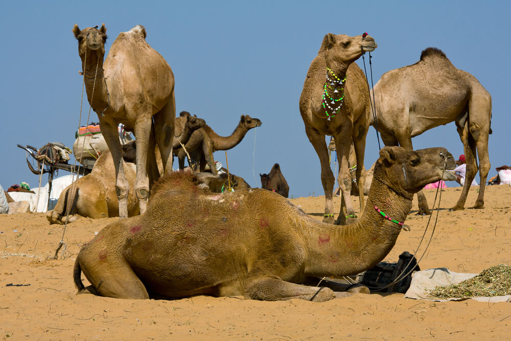 Camel at the Pushkar Fair ( Pushkar Camel Mela ) Rajasthan