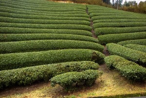 Tea Garden