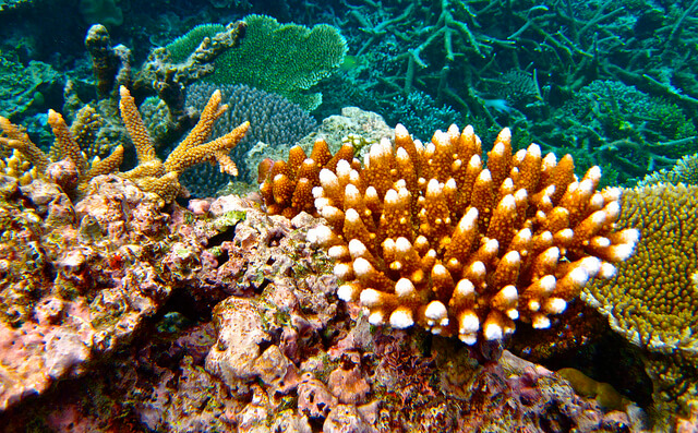 Experience The Grandeur Of Exotic Coral Reefs In Australia
