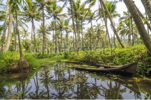 Kerala backwaters scenery with palm trees and sunken canoe