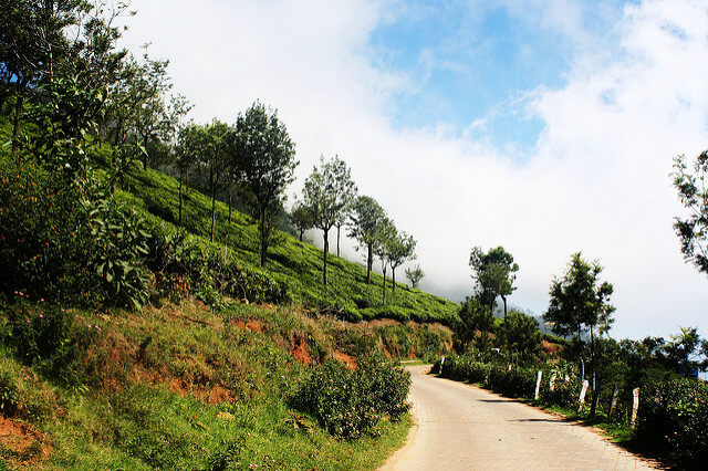 On Road to Pykara Falls at Ooty - Thomas Cook India Travel Blog