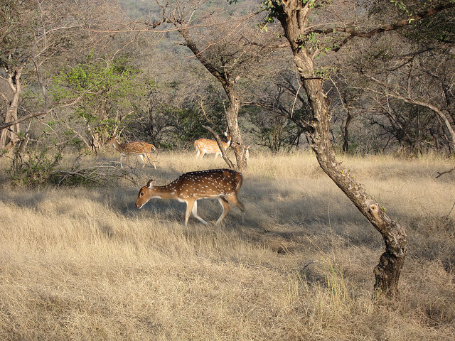 Visiting the National Parks and Sanctuaries in Rajasthan - Thomas Cook