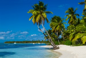 Caribbean beach with a lot of palms and white sand