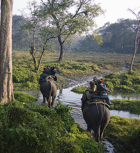 Plan A Weekend Trip To The Dooars Jungles - Thomas Cook India