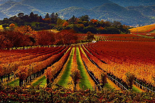 Top Wine Destinations In America - Thomas Cook Blog