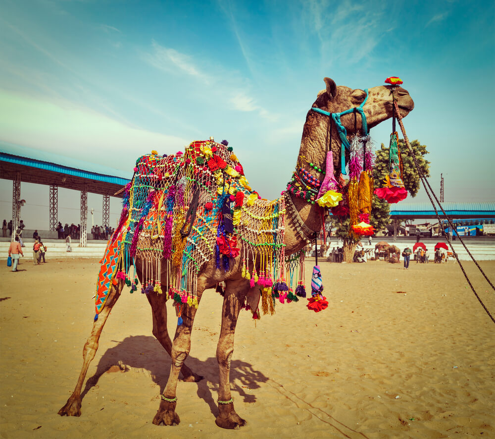 Pushkar Camel Fair: