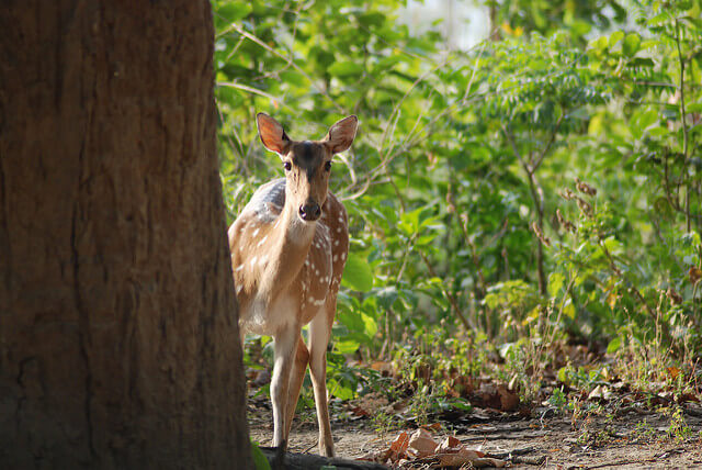 Explore Adventure and Exotic Terrains in India’s Best National Park Safaris