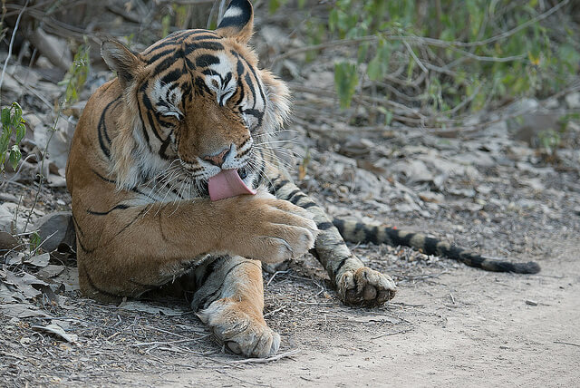 Visit The Wild And The Exotic National Parks Of India - Thomas Cook Blog