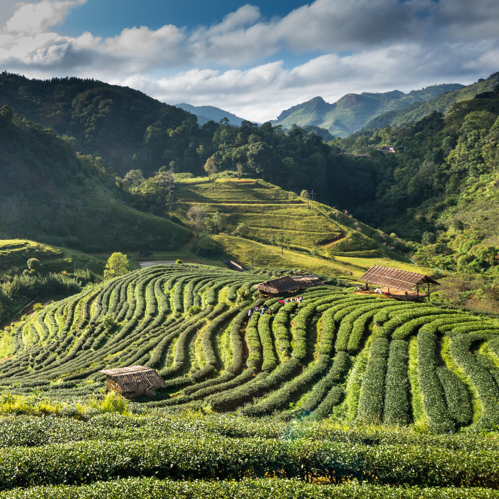 Darjeeling