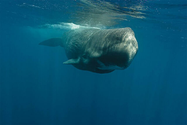 Sri Lanka - Blue Whale