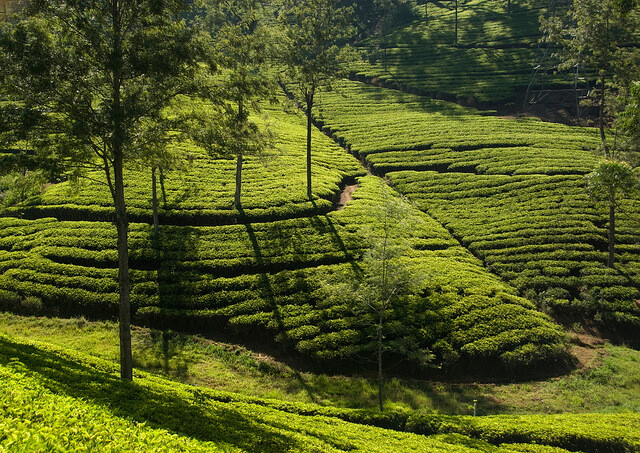 Sri Lanka - Tea Plantations