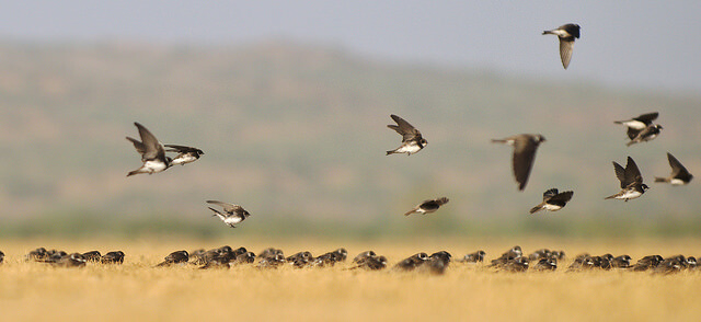 Kutch and Great Rann of Kutch, Gujarat