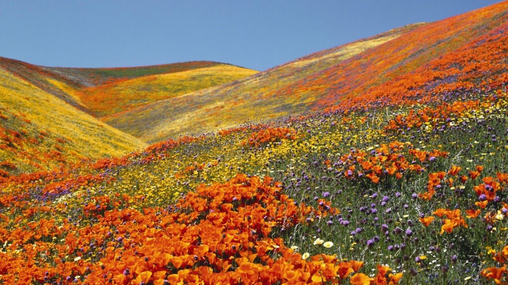 Valley of flowers- Uttarakhand