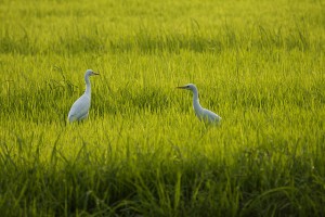 Best Places in India For Bird Watching - Thomas Cook India Travel Blog