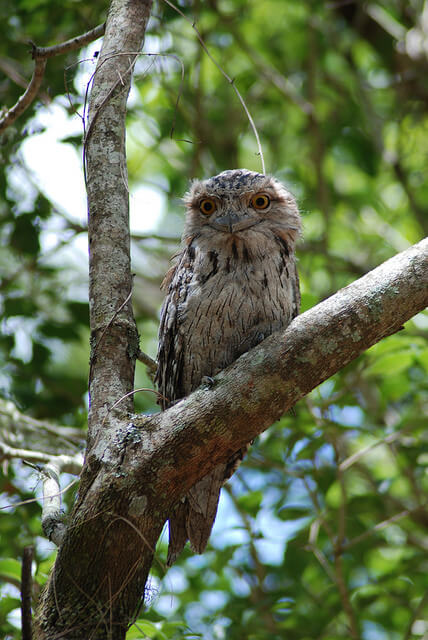 Thattekad Bird Sanctuary, Kerala