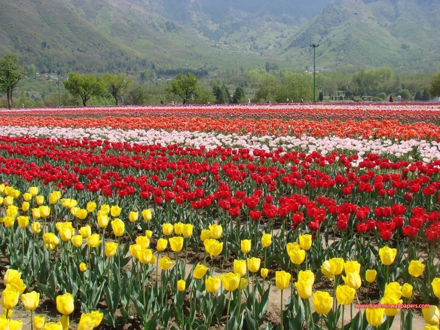 Indira Gandhi Tulip Garden