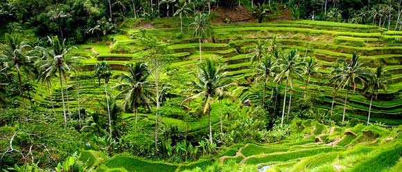 Tegallalang Rice Terraces