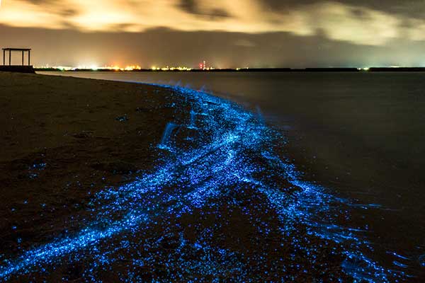 Bioluminescent Beach – Vaadhoo, Maldives