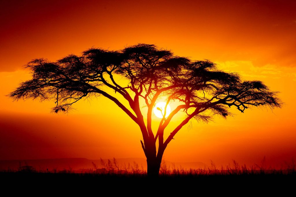 African Serengeti