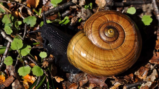 Powelliphanta Snail - New Zealand
