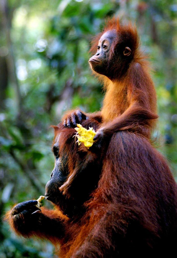Orangutan - Borneo, Malaysia & Indonesia