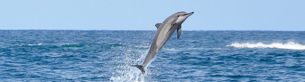 Mauritius - Dolphins