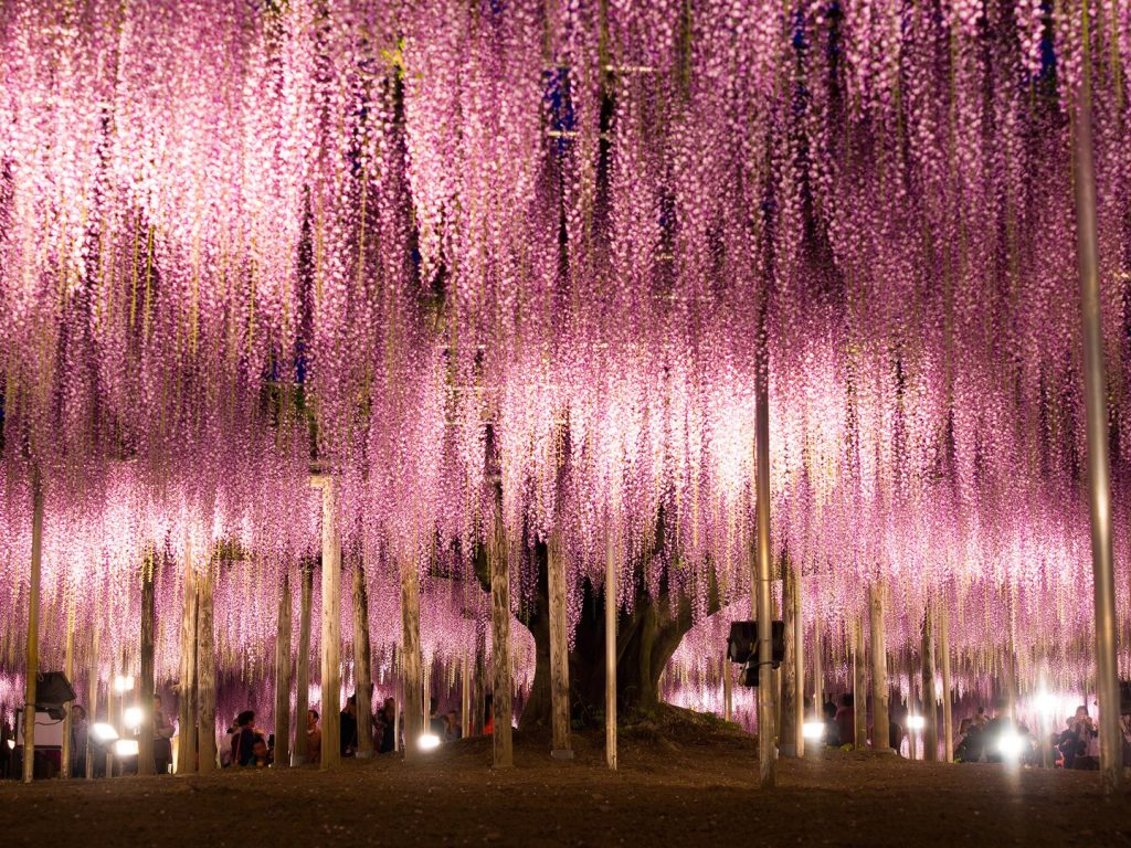 Ashikaga Flower Park: Ashikaga, Japan