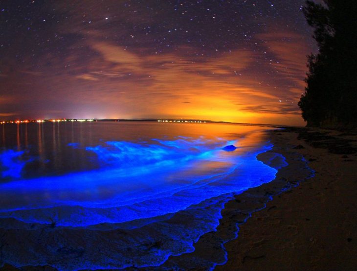 Phytoplankton at Havelock