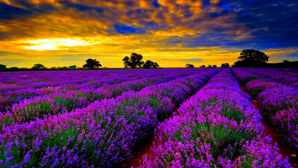 Lavender fields: Provence, France