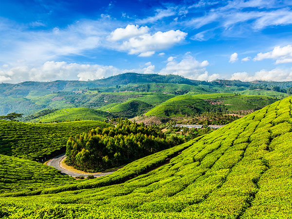 Munnar, India