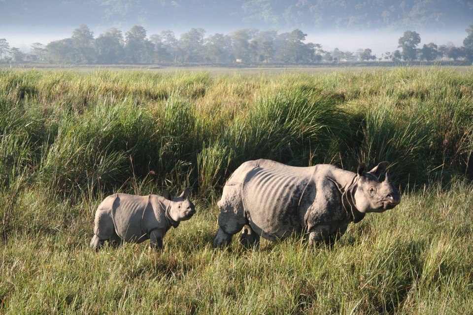 Kaziranga National Park - Wildlife Sanctuaries in India