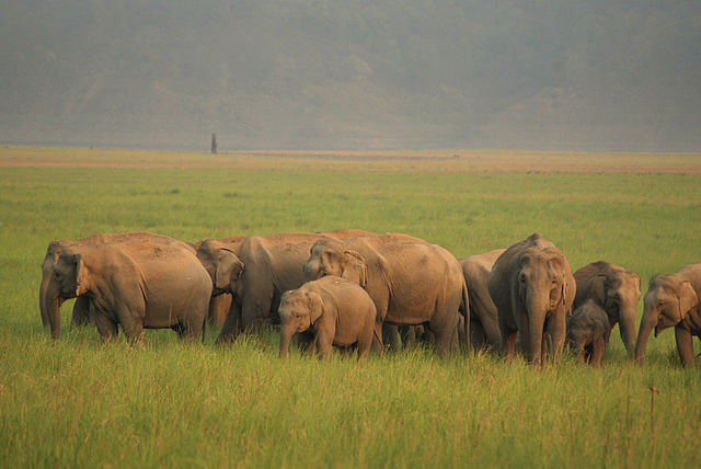 Jungles of Jim Corbett National Park