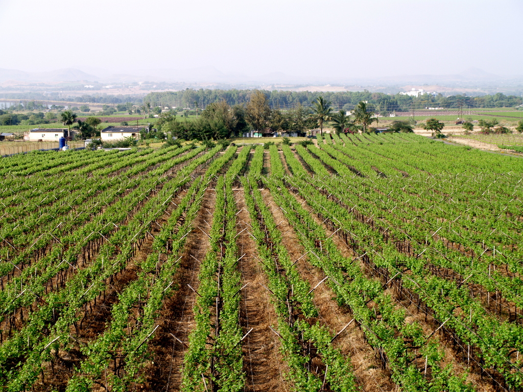 Sip wine at Sula Vineyards in Nasik