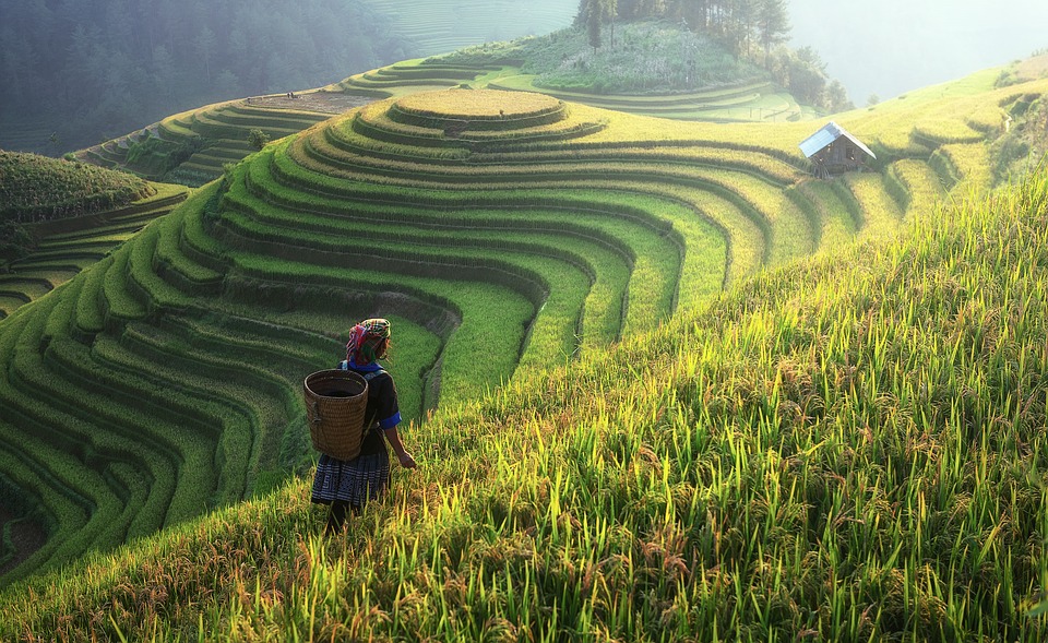 Tea gardens in Darjeeling