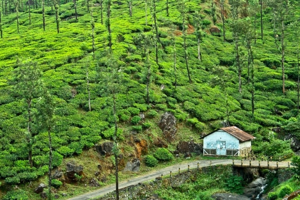 Wayanad in Kerala - Kerala hills