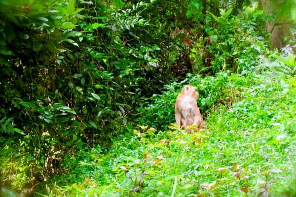 Monkey Hill - Things To Do In Phuket