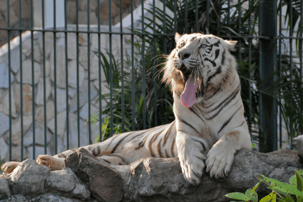 Dusit Zoo, Bangkok