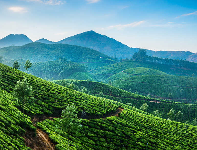 Top 30 Things To Do In Kerala - God's Own Country