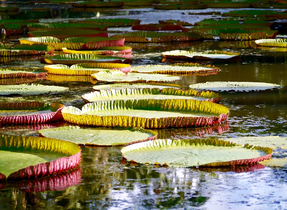 Pamplemousses Botanical Garden