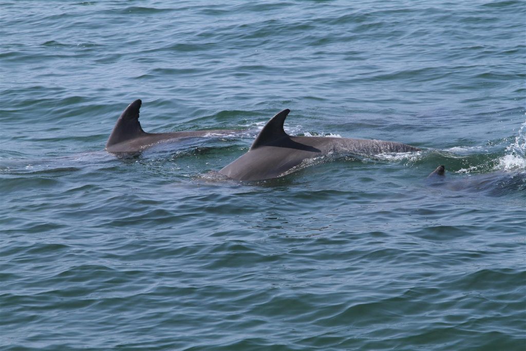 Dolphins in Goa